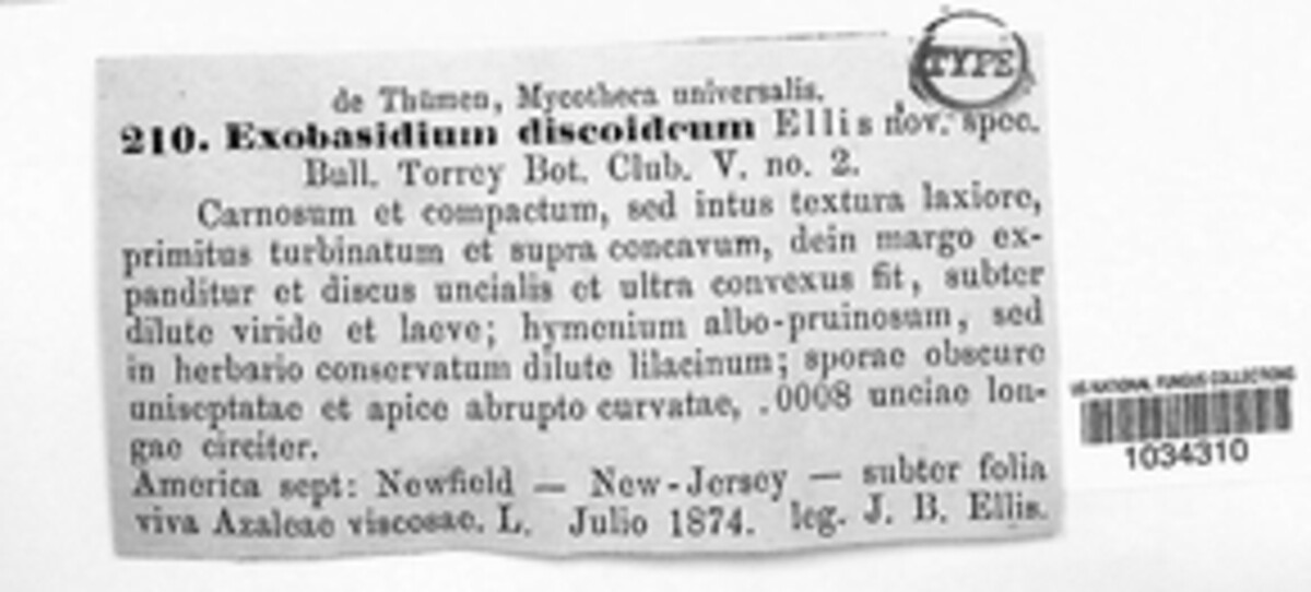 Exobasidium discoideum image
